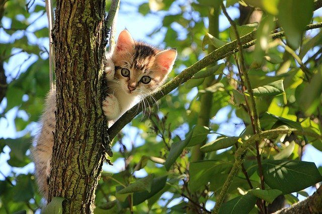 árbol para gatos